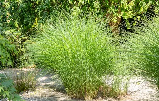 Cortaderia selloana