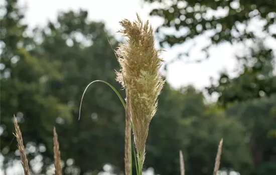 Cortaderia selloana 'Pumila'