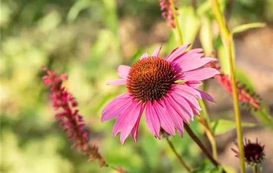 Echinacea purpurea 'Magnus'