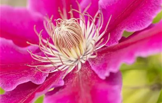 Clematis (Grossbl., frühblüh.) 'Dr Ruppel'