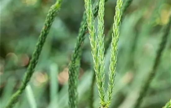 Cryptomeria japonica 'Elegans Viridis'