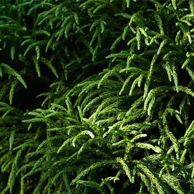 im Container 30 - 35 - Sicheltanne - Cryptomeria japonica 'Globosa Nana'