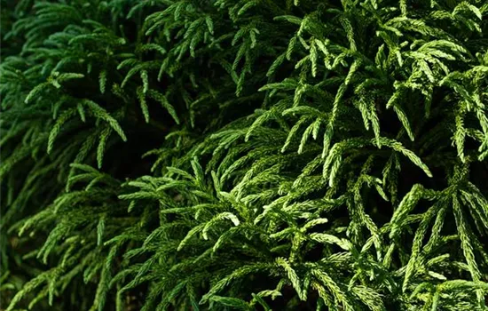 Cryptomeria japonica 'Globosa Nana'
