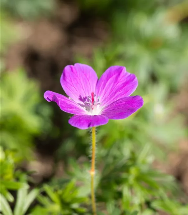 Geranium sanguineum