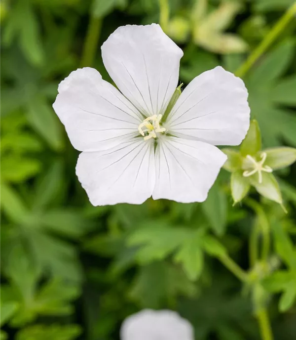 Geranium sanguineum 'Album'
