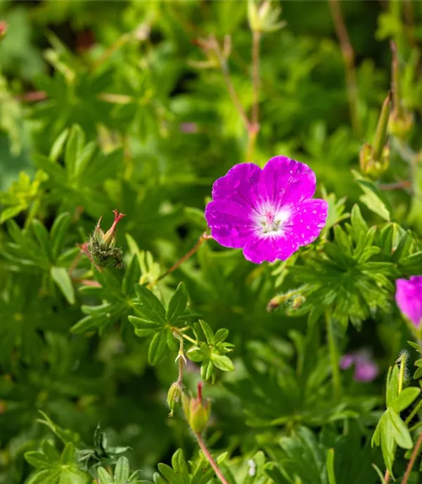 Geranium sanguineum 'Elsbeth'