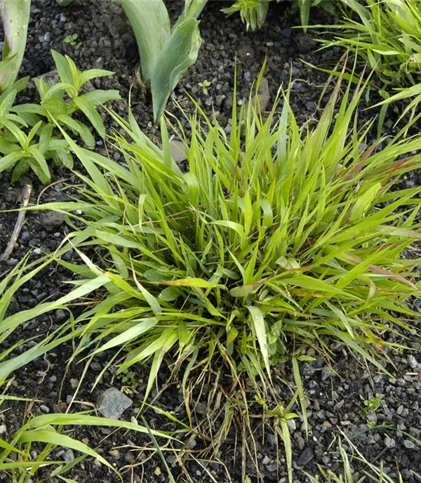 Hakonechloa macra