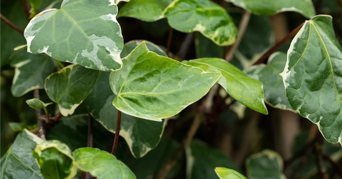 efeutute global green Pothos 'Global Green' | Indoor Plant | Tropical Plant