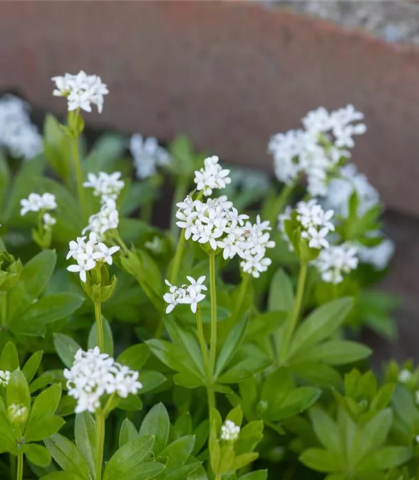 Galium odoratum