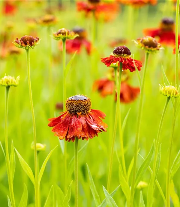 Helenium 'Moerheim Beauty'