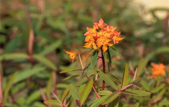 Euphorbia griffithii 'Fireglow'