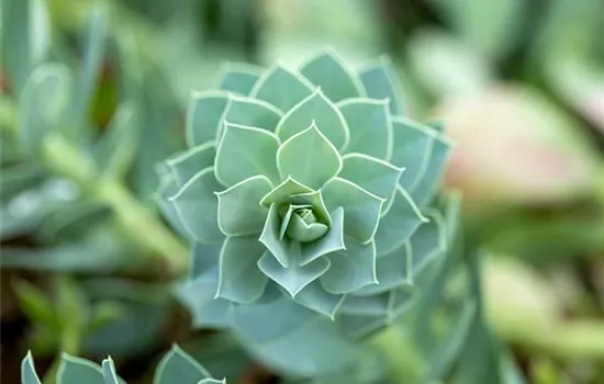 Euphorbia myrsinites