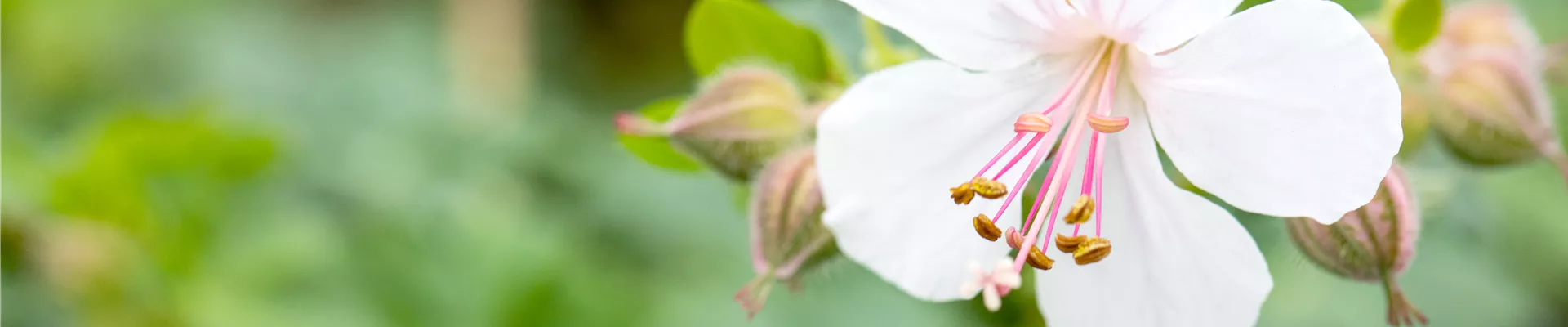 Bodendecker online kaufen | Bauer Baumschulen AG Bodendecker online kaufen | Bauer Baumschulen AG