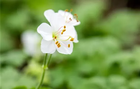 Geranium cantabrigiense (x) 'Biokovo'