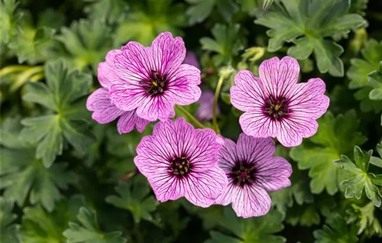 Geranium cinereum 'Ballerina'