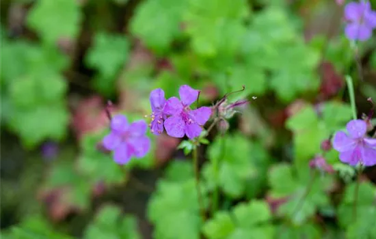 Geranium macrorrhizum 'Velebit'