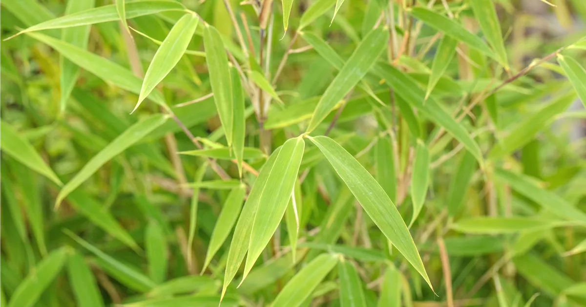 Fargesia murieliae 'Bimbo', Bambus