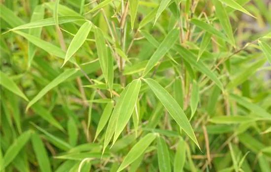 Fargesia murieliae 'Bimbo'