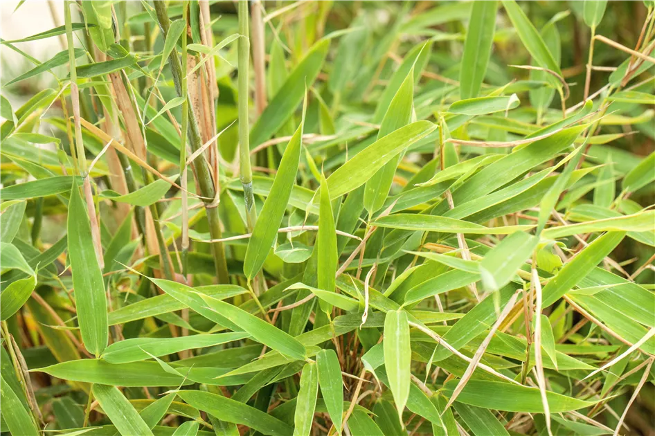 Fargesia murieliae 'Jumbo', Bambus