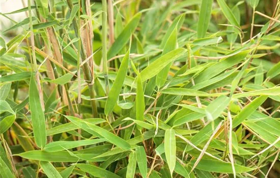 Fargesia murieliae 'Jumbo'