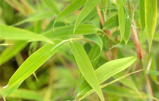 Fargesia murieliae 'Simba'
