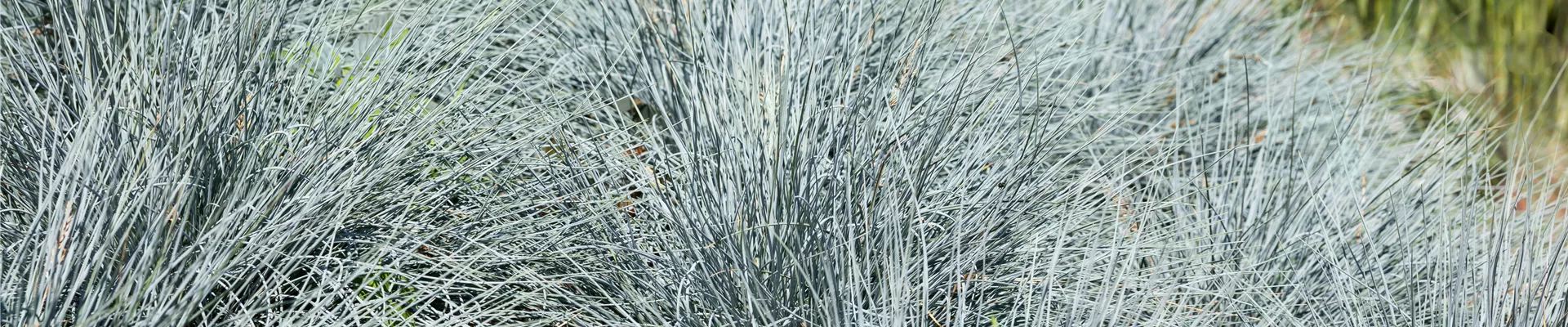 Bodendecker online kaufen | Bauer Baumschulen AG Bodendecker online kaufen | Bauer Baumschulen AG