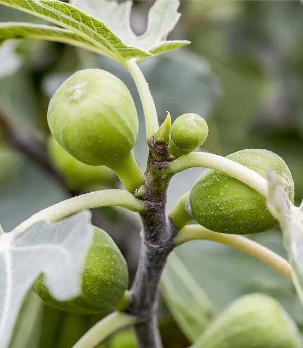 Ficus carica