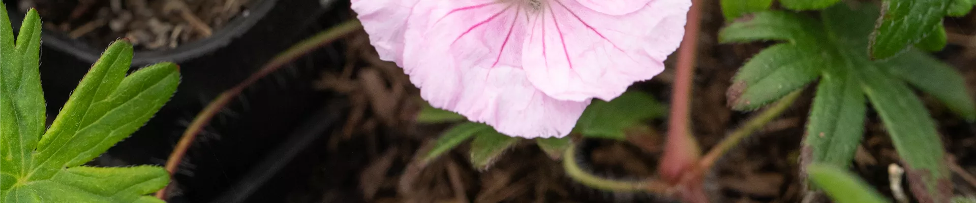 Bodendecker online kaufen | Bauer Baumschulen AG Bodendecker online kaufen | Bauer Baumschulen AG