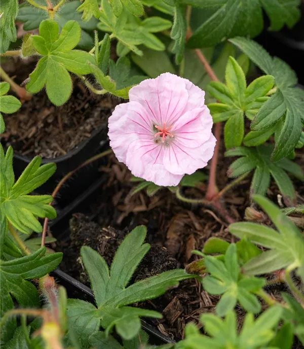 Geranium sang. var. striatum