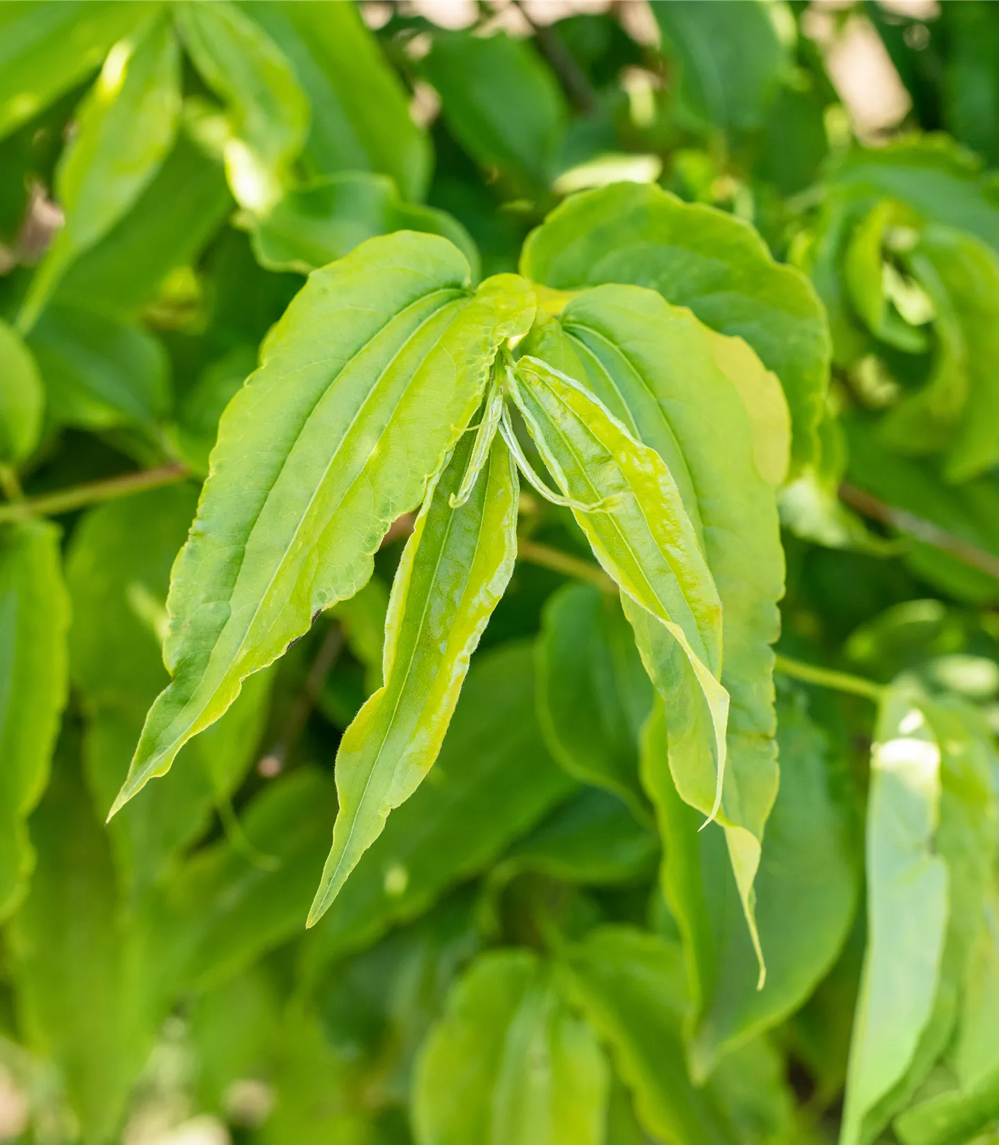 Heptacodium miconioides Heptacodium miconioides