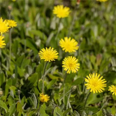 Topfgrösse 0.5 Liter - Hieracium pilosella CH-Oekotyp