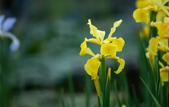 Iris versicolor