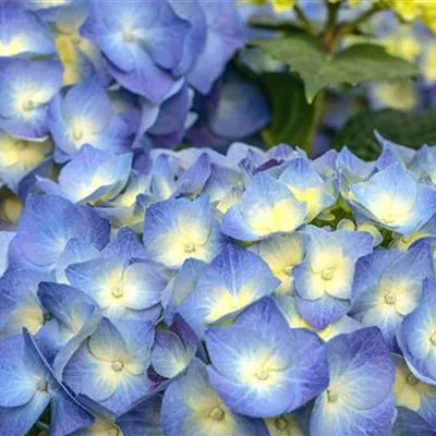 Topfgrösse 4 Liter - Hortensie - Hydrangea macrophylla 'Bela' blau