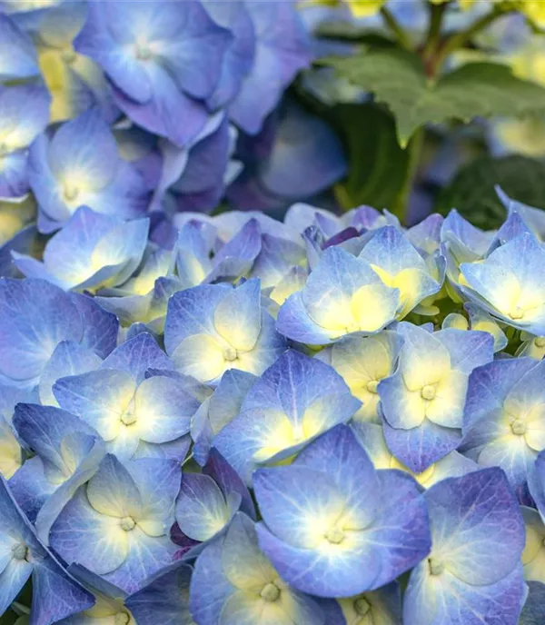 Hydrangea macrophylla 'Bela' blau