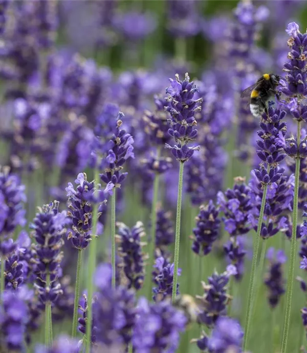 Lavandula angustifolia