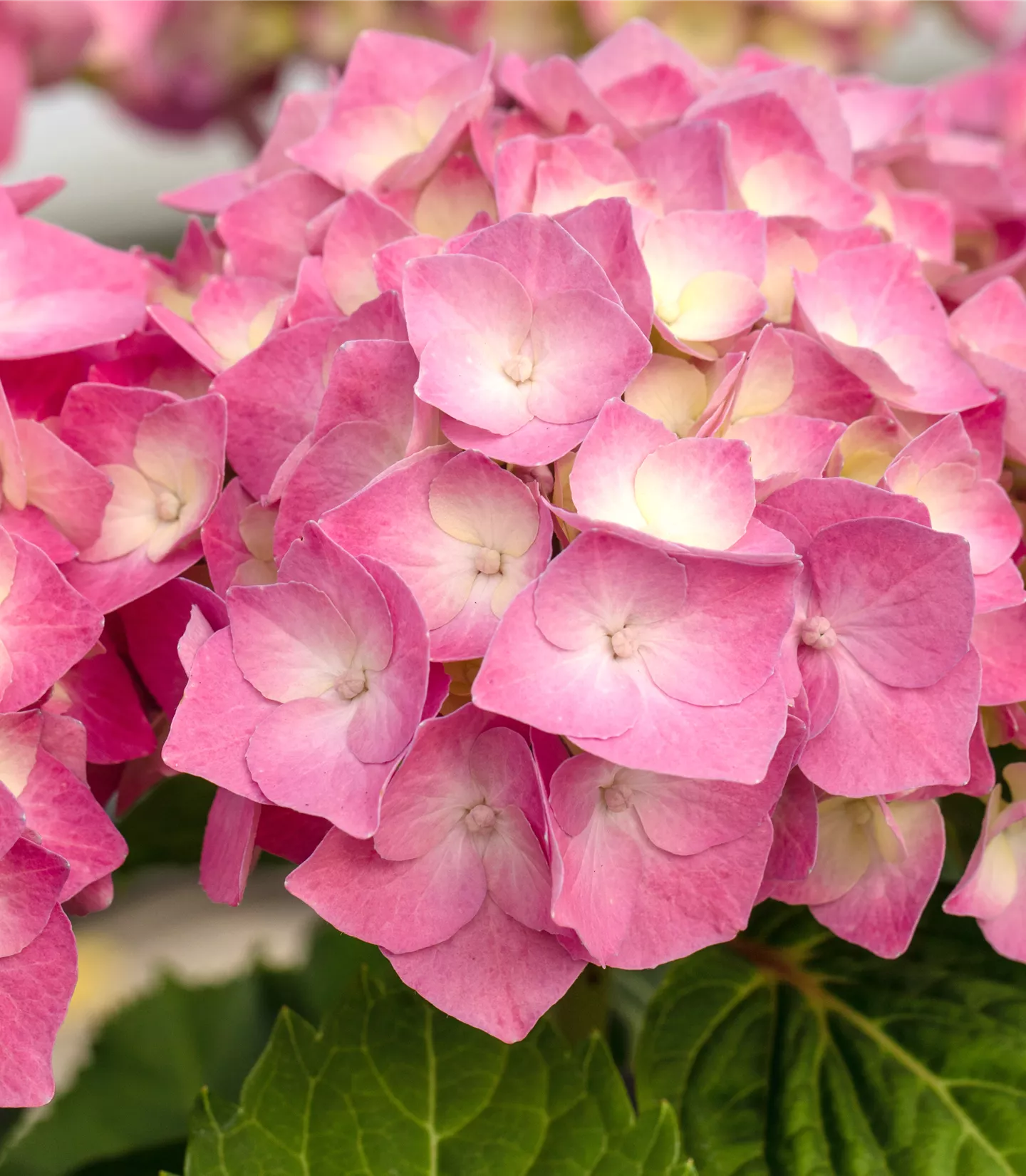 Hydrangea macrophylla 'Rosita'
