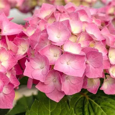 Container 7 Liter - Hortensie - Hydrangea macrophylla 'Rosita'