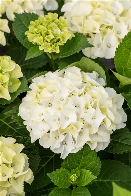 Hydrangea macrophylla 'Soeur Thérèse', Hortensie