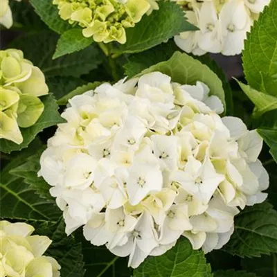 Topfgrösse 4 Liter - Hortensie - Hydrangea macrophylla 'Soeur Thérèse'