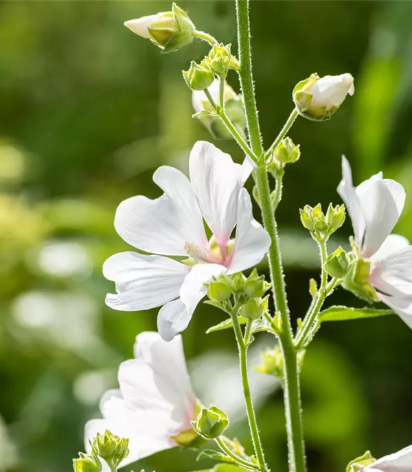 Lavatera 'Barnsley'