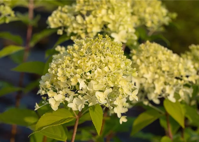 Hydrangea paniculata 'Limelight' Hydrangea paniculata 'Limelight'