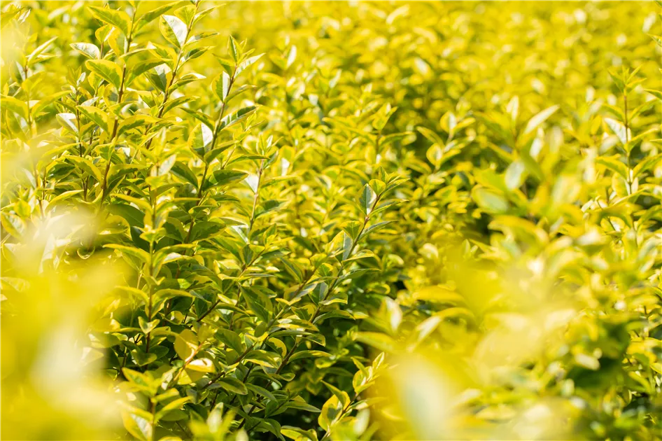 Ligustrum ovalifolium 'Aureum', Gemeiner Liguster