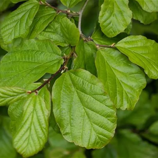 Junge Alleebäume - Anwachsphase mit Soil-Screen überwachen Junge Alleebäume - Anwachsphase mit Soil-Screen überwachen