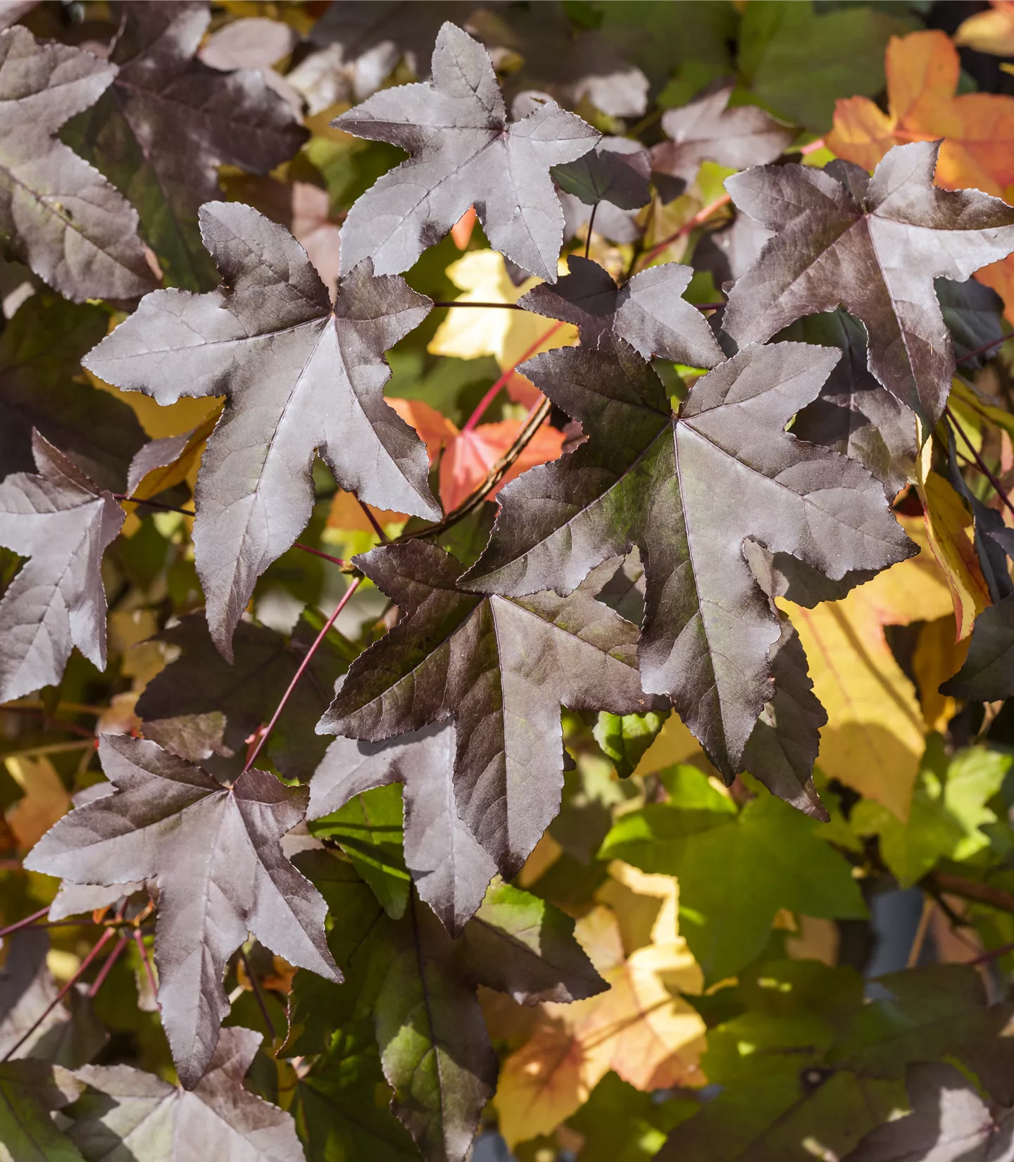 Liquidambar styraciflua dachförmig