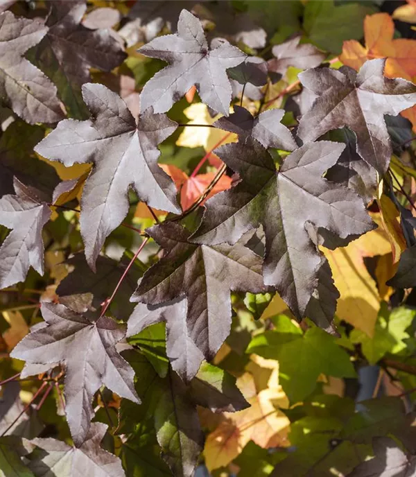 Liquidambar styraciflua dachförmig