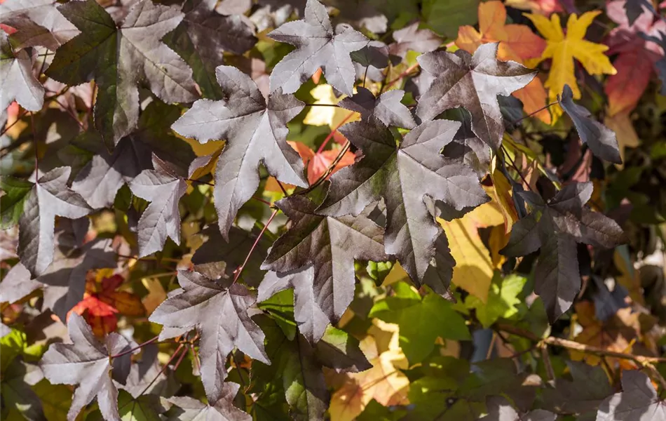 Liquidambar styraciflua dachförmig Liquidambar styraciflua dachförmig