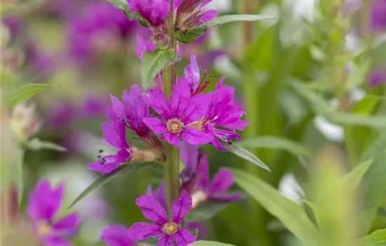 Lythrum salicaria