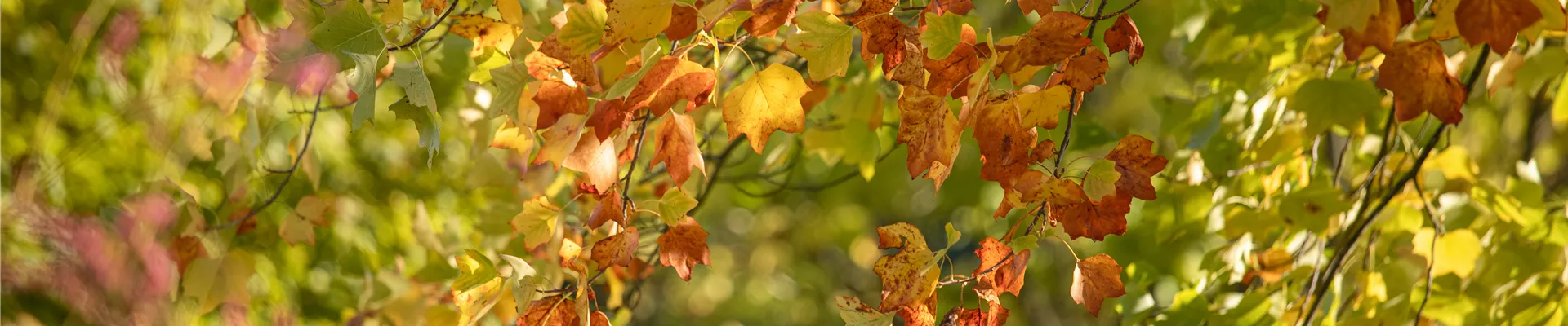 Bodendecker online kaufen | Bauer Baumschulen AG