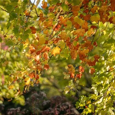 Hochstamm mit Ballen Stammumfang 12 - 14cm - Tulpenbaum - Liriodendron tulipifera