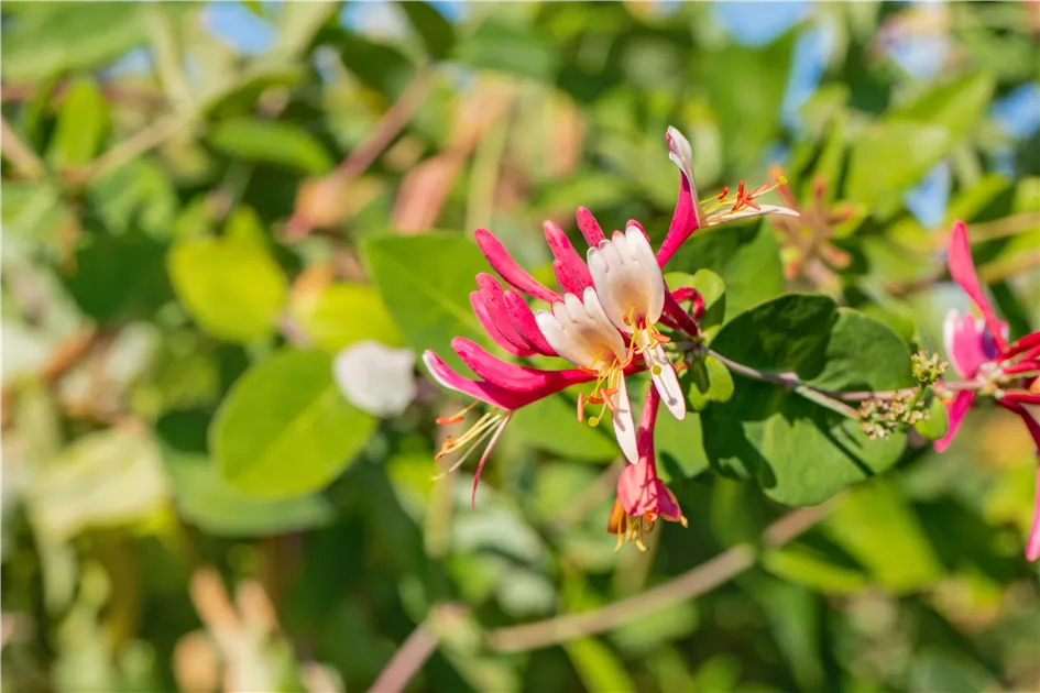Lonicera caprifolium, Geissblatt, Heckenkirsche